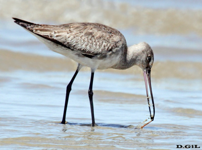 BECASA DE MAR (Limosa haemastica) - Laguna Garzòn - MALDONADO (Octubre 2011)
