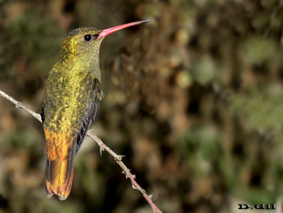 PICAFLOR BRONCEADO (Hylocharis chrysura) - Rincón de Melilla - MONTEVIDEO (Mayo 2015)