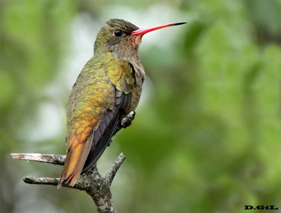 PICAFLOR BRONCEADO (Hylocharis chrysura) - Puntas del Tigre - SAN JOSÈ (Abril 2015)