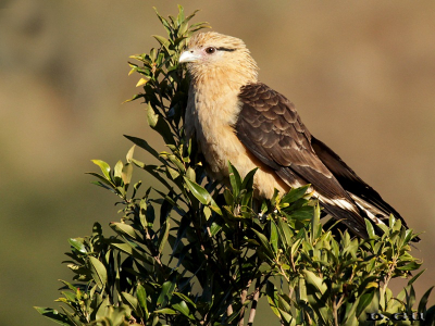CHIMACHIMA (Milvago chimachima) - Cuchilla de Laureles - TACUAREMBO (Junio 2016)