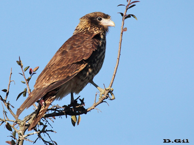 CHIMACHIMA (Milvago chimachima) - (Juvenil) Cuchilla de Laureles - TACUAREMBO (Junio 2016)