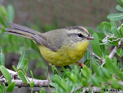 ARAÑERO CHICO (Basileuterus culicivorus) - Parque Rivera-MONTEVIDEO (Agosto 2009)