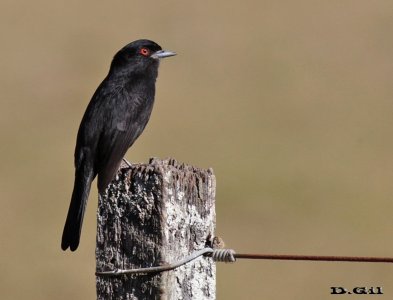 VIUDITA NEGRA COMÚN (Knipolegus cyanirostris) - Tres Cerros - RIVERA (Junio 2016)