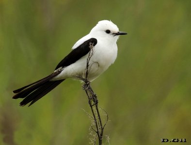 VIUDITA BLANCA GRANDE (Xolmis dominicanus) - Puntas del Tigre - SAN JOSÉ (Octubre 2016)