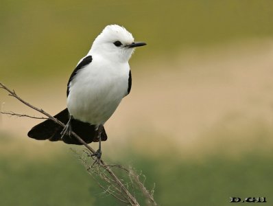 VIUDITA BLANCA GRANDE (Xolmis dominicanus) - Puntas del Tigre - SAN JOSÉ (Octubre 2016)