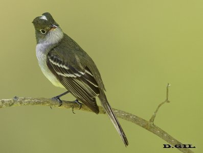 FÍOFÍO COMÚN (Elaenia parvirostris) - Puntas del Tigre - SAN JOSÉ (Diciembre 2016)