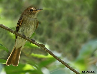 MOSQUETA DE MONTE (Lathrotriccus euleri) - Monte en La Arenisca - COLONIA (Diciembre 2016)