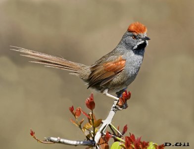 PIJUÍ FRENTE GRIS (Synallaxis frontalis) - Paso Mauricio - SAN JOSÉ (Setiembre 2016)