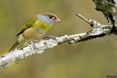 JUAN CHIVIRO (Cychlarhis gujanensis) - Arroyo El Tigre - SAN JOSÈ (Febrero 2018)