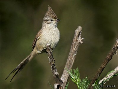 COLUDITO COPETÓN (Leptasthenura platensis) - Paso Mauricio - SAN JOSÉ (Octubre 2016)