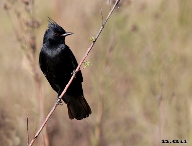 VIUDITA NEGRA COPETONA (Knipolegus lophotes) - Campo en Manuel Díaz - RIVERA (Junio 2016)
