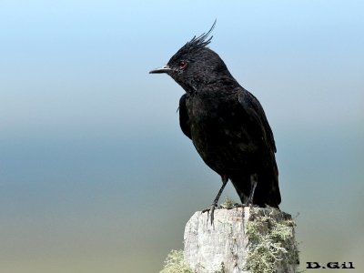 VIUDITA NEGRA COPETONA (Knipolegus lophotes) - Cuchilla de Laureles - TACUAREMBO (Mayo 2014)