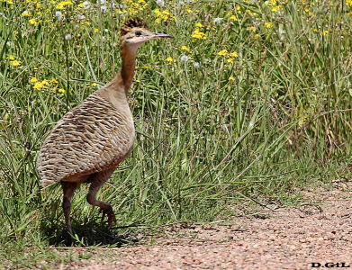 MARTINETA (Rhynchotus rufescens) - Cno. del Indio - ROCHA (Febrero 2016)