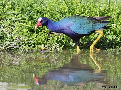 POLLA AZUL (Porphyrio martinica) - Punta Cana - REP. DOMINICANA (Abril 2016)