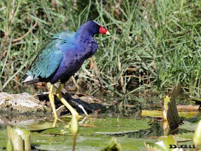 POLLA AZUL (Porphyrio martinica) - Punta Cana - REP. DOMINICANA (Abril 2016)