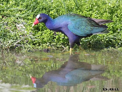 POLLA AZUL (Porphyrio martinica) - Punta Cana - REP. DOMINICANA (Abril 2016)