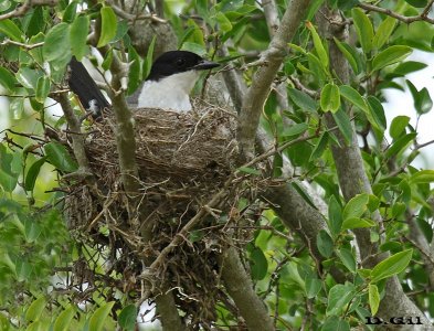 TIJERETA (Tyrannus savana) - (Nido) Puntas del Tigre - SAN JOSÉ (Noviembre 2016)