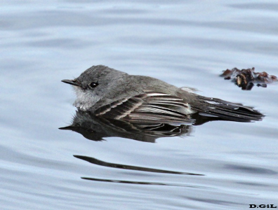 TIQUITIQUI OSCURO (Serpophaga nigricans) - Laguna del Diario-MALDONADO (Enero 2010)