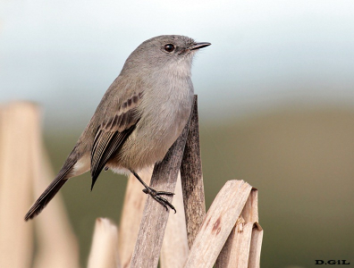 TIQUITIQUI OSCURO (Serpophaga nigricans) - Bañadito Santiago Vazquez-MONTEVIDEO (Junio 2010)