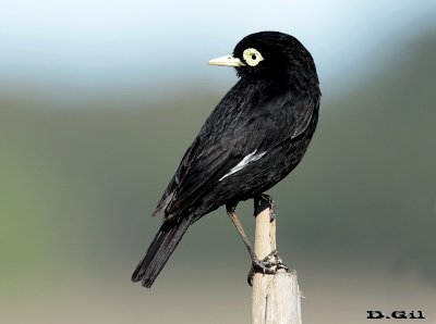 PICO DE PLATA (Hymenops perpicillatus) - Puntas del Tigre - SAN JOSÉ (Noviembre 2015)