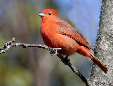 FUEGUERO (Piranga flava) - Cuchilla de Laureles - TACUAREMBO (Junio 2016)