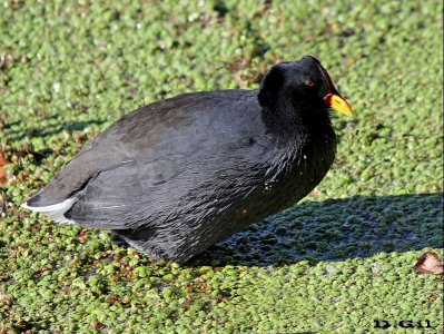 GALLARETA ESCUDETE ROJO (Fulica rufifrons) - Bañadito de Abente - SOLYMAR (Julio 2015)