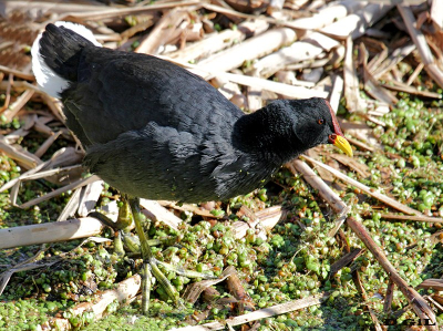 GALLARETA ESCUDETE ROJO (Fulica rufifrons) - Laguna Del Diario- MALDONADO (Agosto 2011)