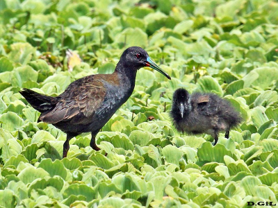 GALLINETA COMÚN (Pardirallus sanguinolentus) - Estero de Pelotas - ROCHA (Diciembre 2010)