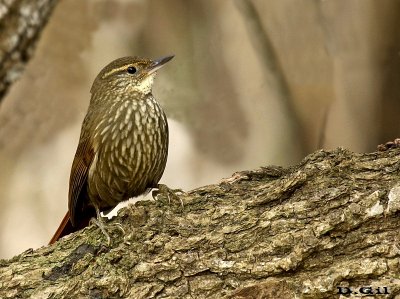 TITIRÍ (Syndactyla rufosuperciliata) - Parque en Minas - LAVALLEJA (Agosto 2016)