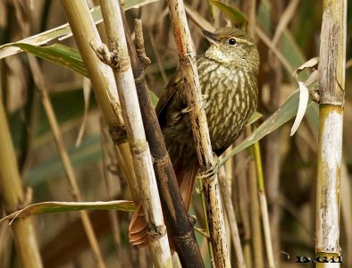 TITIRÍ (Syndactyla rufosuperciliata) - Parque en Minas - LAVALLEJA (Agosto 2016)