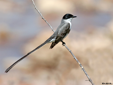 TIJERETA (Tyrannus savana) - Laguna de Rocha - ROCHA (Enero 2016)