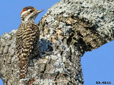 CARPINTERITO BATARAZ (Dryobates mixtus) - Monte en La Arenisca - COLONIA (Diciembre 2016)