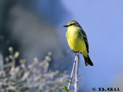 VINCHERO (Satrapa icterophrys) - Villa Serrana-LAVALLEJA (Junio 2010)