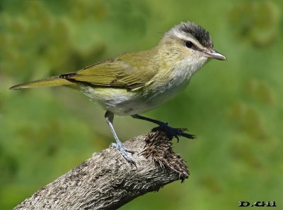 CHIVÍ (Vireo chivi) - Arroyo Malo - SAN JOSÉ (Noviembre 2016)
