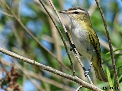 CHIVÍ (Vireo chivi) - Laguna del Diario - MALDONADO (Noviembre 2015)
