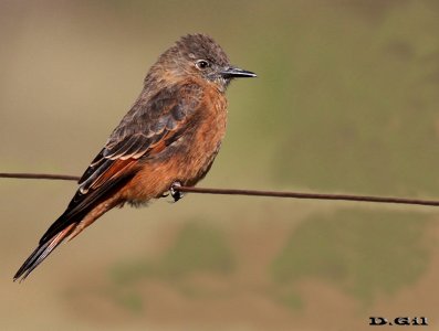 VIUDITA COLORADA (Hirundinea ferruginea) - Cuchilla de Laureles - TACUAREMBO (Junio 2016)