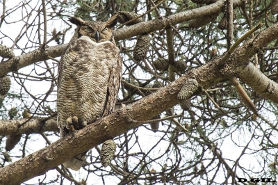 ÑACURUTÚ (Bubo virginianus) - Monte de Pinos - Solanas - MALDONADO (Octubre 2017)