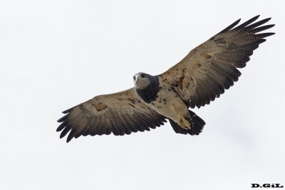 AGUILA MORA (Geranoaetus melanoleucus) - Precordillera andina - CHILE (Abri 2017)