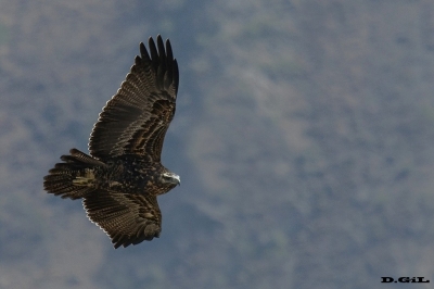 AGUILA MORA (Geranoaetus melanoleucus) - (Inmadura) Precordillera andina - CHILE (Abri 2017)