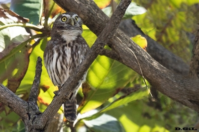 CABURÉ (Glaucidium brasilianum) - Imbassa&iacute; - Bah&iacute;a - BRASIL (Julio 2017)