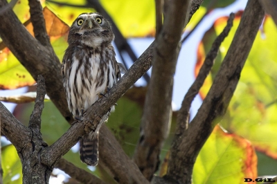 CABURÉ (Glaucidium brasilianum) - Imbassa&iacute; - Bah&iacute;a - BRASIL (Julio 2017)