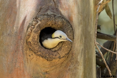 CARPINTERO BLANCO (Melanerpes candidus) - (Nido) Santiago Vazquez - MONTEVIDEO (Febrero 2018)