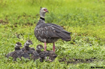 CHAJÁ (Chauna torquata) - Ba&ntilde;ado en La Arenisca - COLONIA (Diciembre 2017)