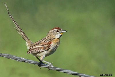CHOTOY (Schoeniophylax phryganophila) - Campo en Paso Mauricio - SAN JOSÉ (Marzo 2017)