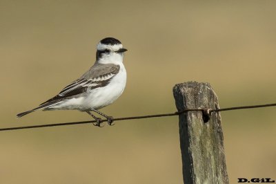 VIUDITA CORONADA (Xolmis coronatus)  - Campo en Arazat&iacute; - SAN JOS&Eacute; (Junio 2017)