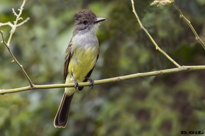 BURLISTO PICO NEGRO (Myiarchus ferox) - Imbassa&iacute; - Bah&iacute;a - BRASIL (Julio 2017)
