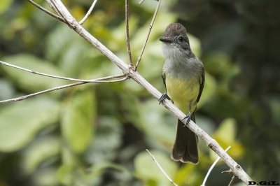 BURLISTO PICO NEGRO (Myiarchus ferox) - Imbassa&iacute; - Bah&iacute;a - BRASIL (Julio 2017)