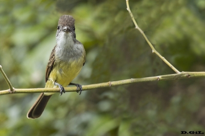 BURLISTO PICO NEGRO (Myiarchus ferox) - Imbassa&iacute; - Bah&iacute;a - BRASIL (Julio 2017)