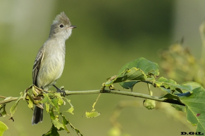 FIOFÍO COPETÓN (Elaenia flavogaster) - Mata de Sao Joao - Bah&iacute;a - BRASIL (Julio 2017)