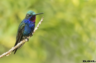 PICAFLOR DE BARBIJO (Heliomaster furcifer) - Esteros del Iber&aacute; - ARGENTINA (Noviembre 2017)